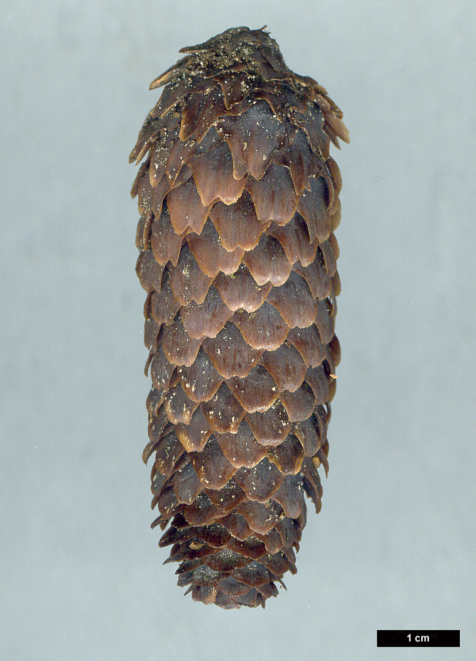 High resolution image: Family: Pinaceae - Genus: Picea - Taxon: likiangensis - SpeciesSub: var. rubescens